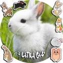 OPŁATEK NA TORT 30CM - KRÓLIKI KRÓLIK + IMIĘ + GRATIS! 24CM 26C2